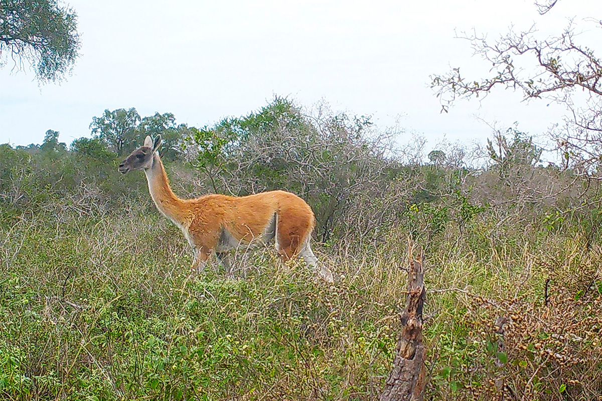 Guanaco_cámara-trampa-2
