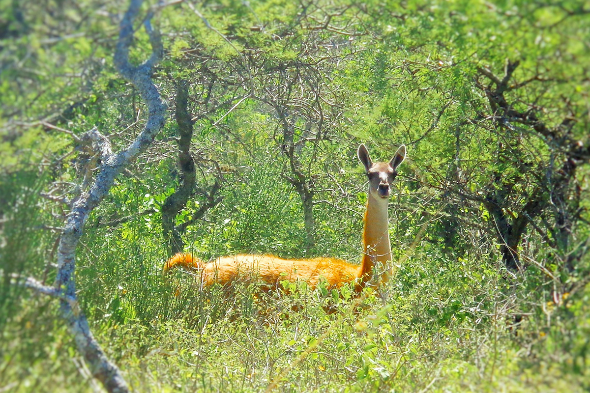 Lama-guanicoe_especie-en-peligro