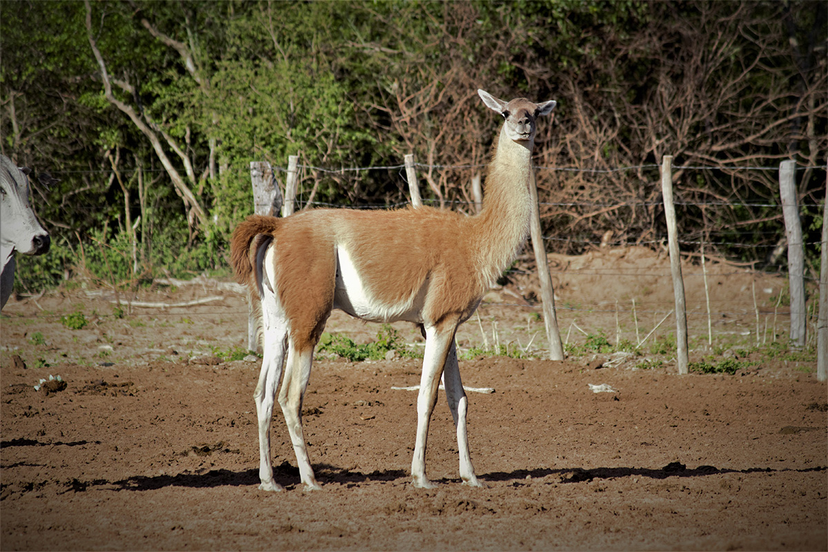 Vida-Silvestre-AP-Guajukaka--Guanaco-2