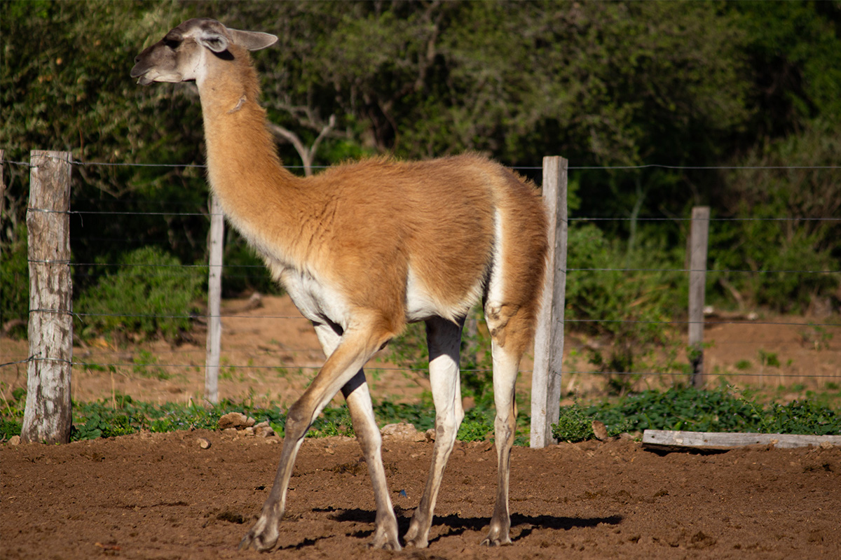 Vida-Silvestre-AP-Guajukaka--Guanaco