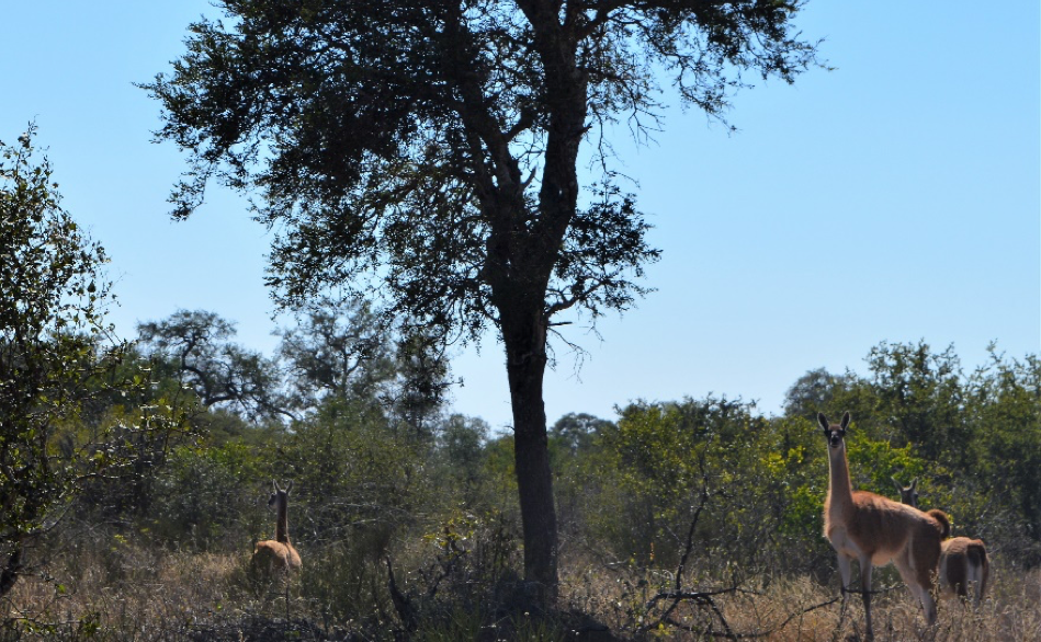guanaco-Bolivia